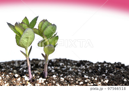 原発事故　核は全てを破壊する 97566518