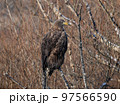 木にとまる北海道道東のオジロワシ 97566590