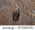 木にとまる北海道道東のオジロワシ 97566591