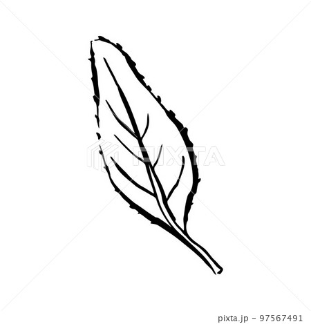 Autumn sketch outline leaf. A hand-drawn line herb Autumn sketch outline leaf. A hand-drawn line herb 97567491