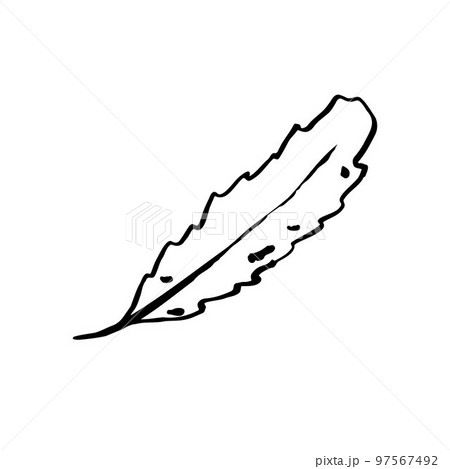 Autumn sketch outline leaf. Hand-drawn line herb 97567492