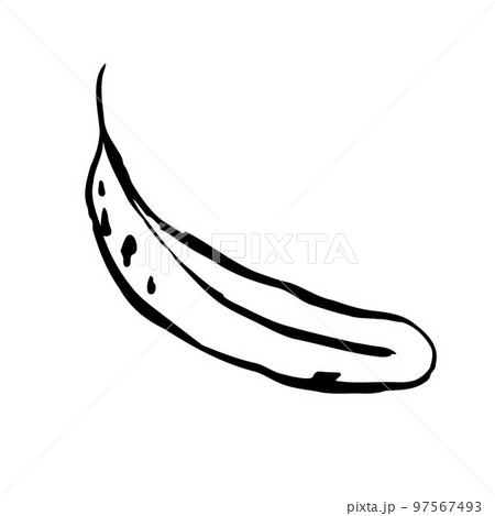 Autumn sketch outline leaf. A hand-drawn herb Autumn sketch outline leaf. A hand-drawn herb 97567493