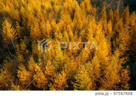 紅葉の唐松 晩秋の美瑛 北海道観光 紅葉の唐松 晩秋の美瑛 北海道観光 97567608