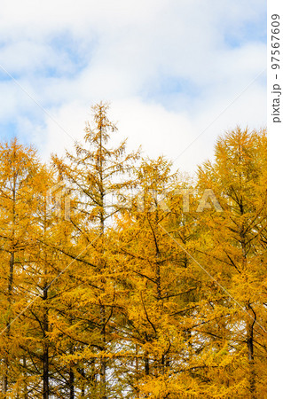 紅葉の唐松　晩秋の美瑛 北海道観光 97567609