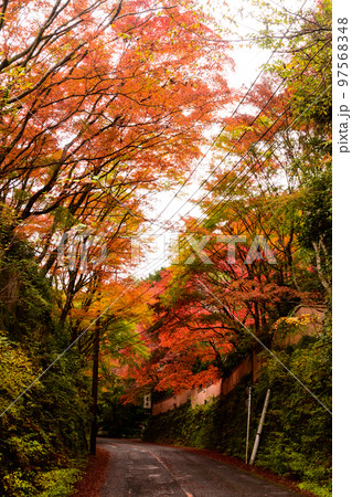 秋の風景(奥湯河原の紅葉) 秋の風景(奥湯河原の紅葉) 97568348