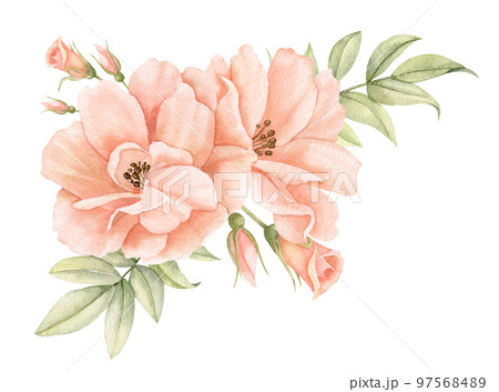 Watercolor Rose Flowers in pastel peach pink colors. Hand drawn floral illustration for wedding invitations or greeting cards on isolated background. Corner botanical composition with green leaves. 97568489