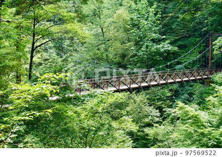 森の中の吊り橋 97569522