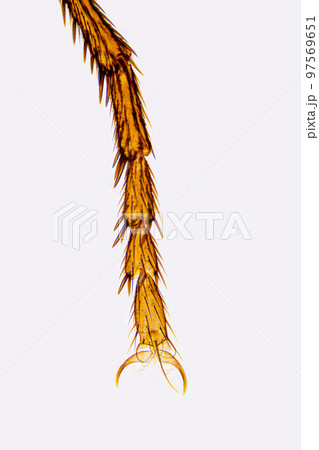 Tarsus of a housefly leg, whole mount, 8X light micrograph. Musca domestica under light microscope showing claws and bristles, including the central one between the two pulvilli known as the empodium. Tarsus of a housefly leg, whole mount, 8X light micrograph. Musca domestica under light microscope showing claws and bristles, including the central one between the two pulvilli known as the empodium. 97569651