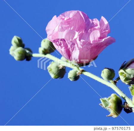 Pink mallow flowers 97570175