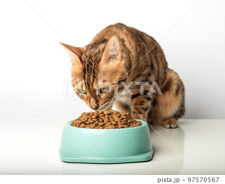 Hungry cat near bowl with dry cat food isolated on white background. 97570567