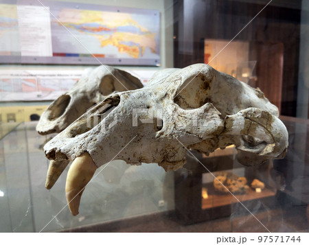 The skull of an ancient predatory animal in the museum on a glass shelf The skull of an ancient predatory animal in the museum on a glass shelf 97571744