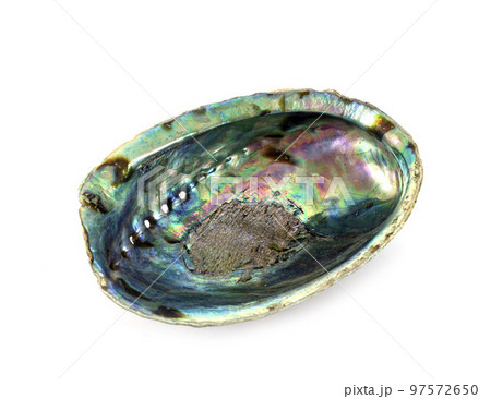 abalone in studio 97572650