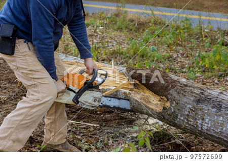 In aftermath of hurricane worker sawed trees after hurricane tree fell during thunderstorm In aftermath of hurricane worker sawed trees after hurricane tree fell during thunderstorm 97572699