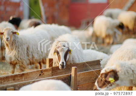 Small lambs on background of sheeps in corral on the farm. Bio organic healthy food and wool production. Growing livestock is a traditional direction of agriculture. Animal husbandry. Small lambs on background of sheeps in corral on the farm. Bio organic healthy food and wool production. Growing livestock is a traditional direction of agriculture. Animal husbandry. 97572897