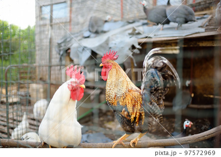 Chickens and roosters are walking in the farm coop. Floor cage free chickens is trend of modern poultry farming. Local business. 97572969