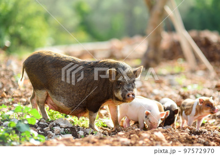 A large pig sow breed of lop-bellied with small newborn piglets on backyard of farm 97572970