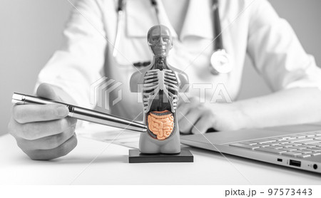 Doctor showing intestines at 3d human model with internal organs. Woman in lab coat sitting at table with laptop. Anatomy and medical education concept. Black and white Doctor showing intestines at 3d human model with internal organs. Woman in lab coat sitting at table with laptop. Anatomy and medical education concept. Black and white 97573443