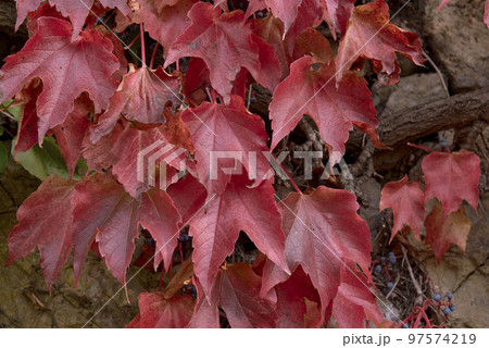 Detail of green and red ivy leaves. Detail of green and red ivy leaves. 97574219