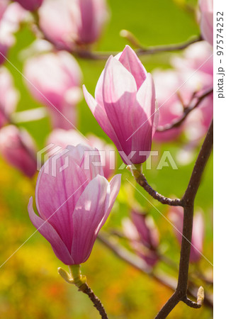 magnolia blossoming in morning light. floral background in the park 97574252