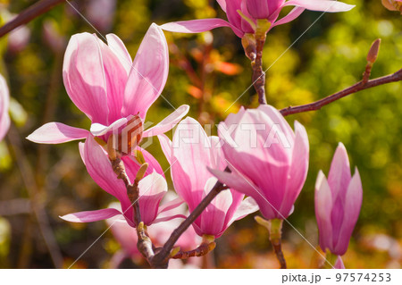 blossoming southern magnolia tree. spring nature pattern of pink flowers 97574253