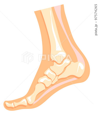 Foot bone structure. Human leg anatomy illustration Foot bone structure. Human leg anatomy illustration 97574265