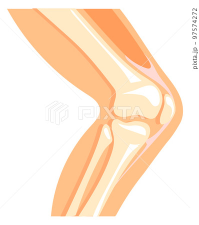 Human knee icon. Cartoon anatomy leg bone structure 97574272