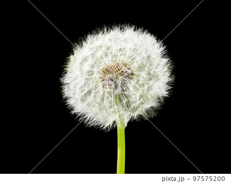 Dandelion with white floaties isolated on black background. Pappus. Seed head. Dandelion with white floaties isolated on black background. Pappus. Seed head. 97575200