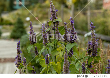 Korean Mint Agastache rugosa flower blossom Korean Mint Agastache rugosa flower blossom 97575540