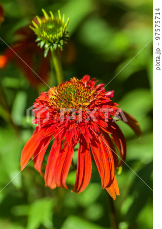 closeup of a Echinacea Hot Papaya flower head 97575714