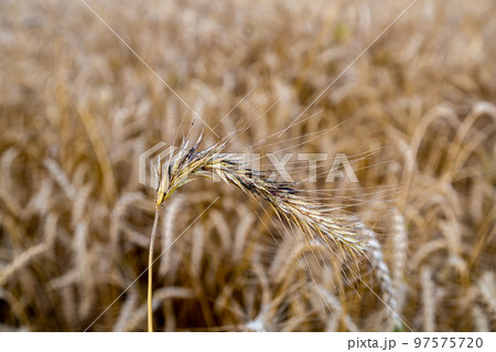 Rye with ergot fungus in the field 97575720