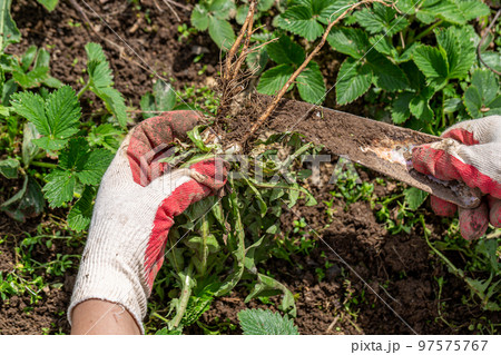 hands of a gardener with a weed dandelion root 97575767