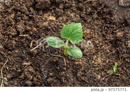 Young sprout new cucumber plant at soil Young sprout new cucumber plant at soil 97575771