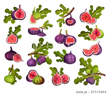 Mature Common Fig or Ficus Plant Syconium Fruit with Purple Skin Big Vector Set Mature Common Fig or Ficus Plant Syconium Fruit with Purple Skin Big Vector Set 97575804