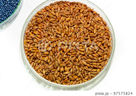 Wheat seeds, cereal seeds with red seed dressing or seed treatment 97575824