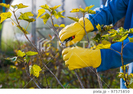 Pruning currant bushes in autumn. The pruner in the hands of the gardener. 97575850
