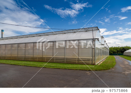 Modern hydroponic greenhouse on a rock wool substrate 97575866