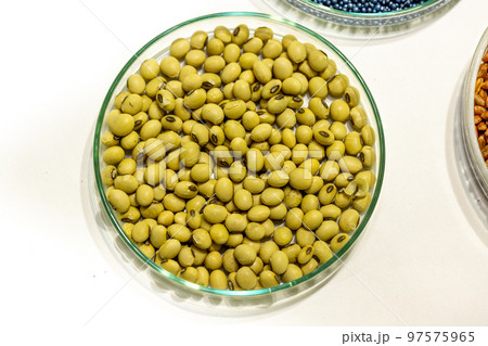 Soy seeds in a petri dish in the lab Soy seeds in a petri dish in the lab 97575965