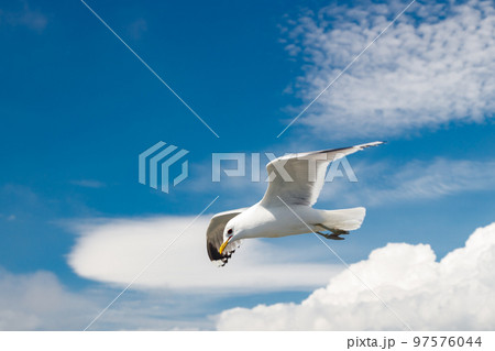 Seagull flying in blue sky at summer day. 97576044