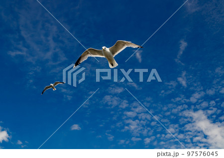 Seagulls flying in blue sky at summer day. Seagulls flying in blue sky at summer day. 97576045