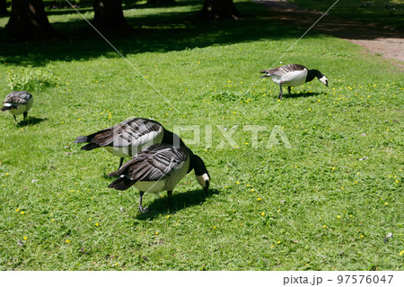 Barnacle gooses walking on a park in Suomenlinna island, Helsinki, Finland 97576047