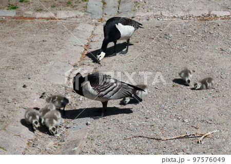 Barnacle gooses walking on a park in Suomenlinna island, Helsinki, Finland Barnacle gooses walking on a park in Suomenlinna island, Helsinki, Finland 97576049