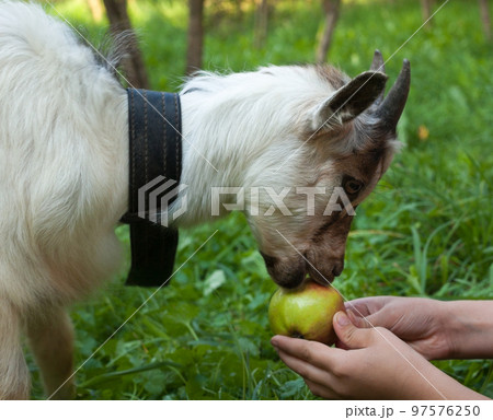 Kid of goat and an apple. 97576250