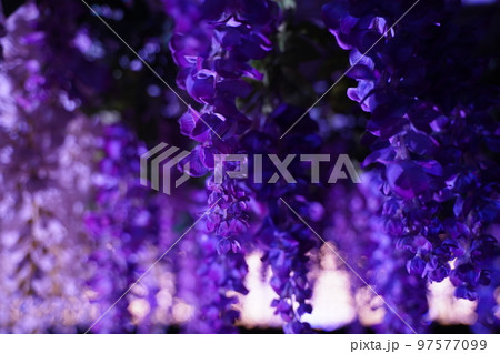 東京メガイルミ、tokyo mega illumi,toyo city keiba,競馬場、東京、イ 97577099