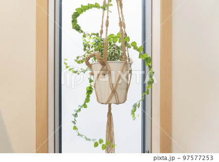 窓際のハンギングプラント　イメージ 97577253