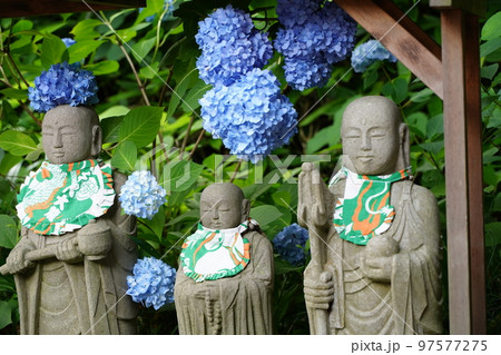 紫陽花、あじさい、アジサイ、青い紫陽花、青、明月院、meigetsuin,鎌倉、神奈川、お寺、神社、 97577275