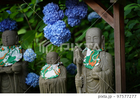 紫陽花、あじさい、アジサイ、青い紫陽花、青、明月院、meigetsuin,鎌倉、神奈川、お寺、神社、 紫陽花、あじさい、アジサイ、青い紫陽花、青、明月院、meigetsuin,鎌倉、神奈川、お寺、神社、 97577277