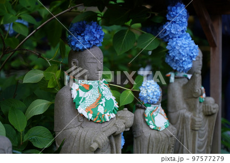 紫陽花、あじさい、アジサイ、青い紫陽花、青、明月院、meigetsuin,鎌倉、神奈川、お寺、神社、 紫陽花、あじさい、アジサイ、青い紫陽花、青、明月院、meigetsuin,鎌倉、神奈川、お寺、神社、 97577279