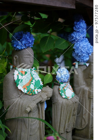 紫陽花、あじさい、アジサイ、青い紫陽花、青、明月院、meigetsuin,鎌倉、神奈川、お寺、神社、 97577280