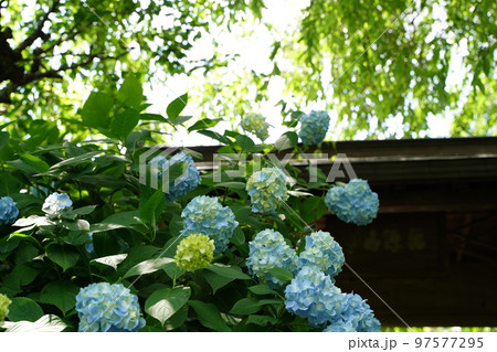 紫陽花、あじさい、アジサイ、青い紫陽花、青、明月院、meigetsuin,鎌倉、神奈川、お寺、神社、 紫陽花、あじさい、アジサイ、青い紫陽花、青、明月院、meigetsuin,鎌倉、神奈川、お寺、神社、 97577295