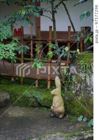 紫陽花、あじさい、アジサイ、青い紫陽花、青、明月院、meigetsuin,鎌倉、神奈川、お寺、神社、 97577296